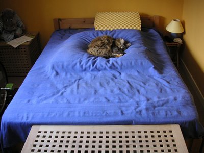 maine coon cat on a bed