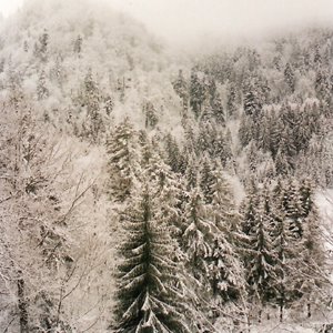 A la Bresse les couleurs de l'hiver font un paysage en noir et blanc.