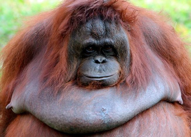 orangutan_ueba1com
