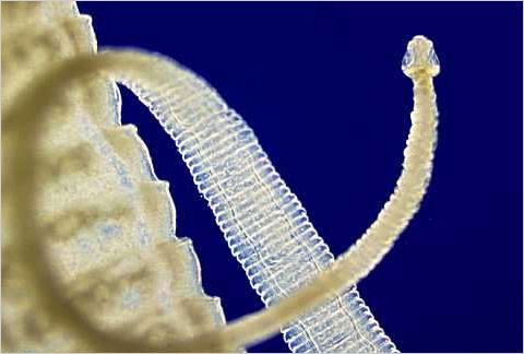 tapeworm parasitology micrographia