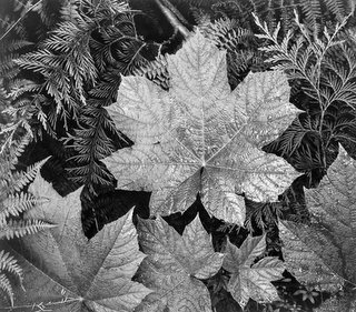 Leaf in Glacier National Park (courtesy of the US National Archives)