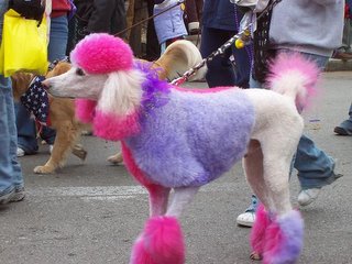 Big Poodle in Pastel Colors