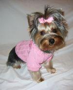 Dog in pink sweater