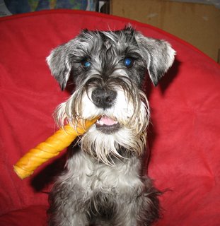 Dante, 6-month old Miniature Schnauzer with a cigar in its mouth