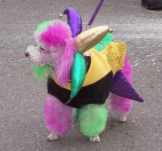 Little poodle dog dyed in pastel colors with jester's collar