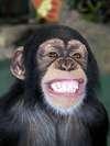 Party Time Chimp from the Orlando Sentinel