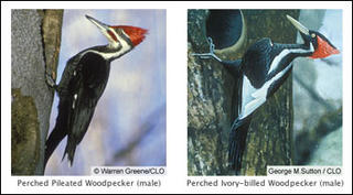 Ivory-billed woodpeckers from CLO