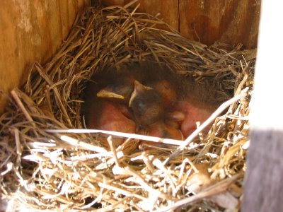 Nestbox bluebirds 4/26/2006