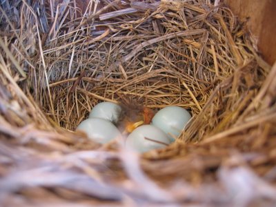 Bluebird nest #2, 6/14/2006 @ 7:30 AM