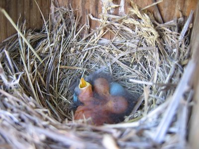 Bluebird nest #2, 6/14/2006 @ 6:00 PM