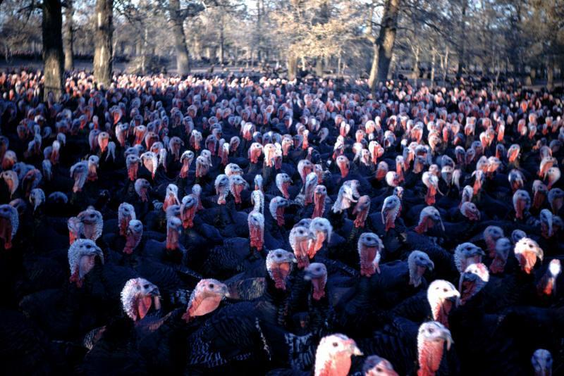 The 2005 Labour Party 'Fun Run'