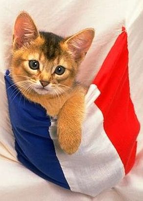 France Cat picture