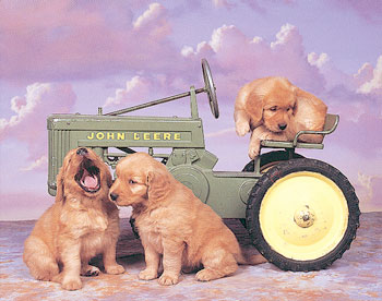 Tractor picture with dogs