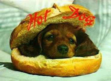 About Hot Dog