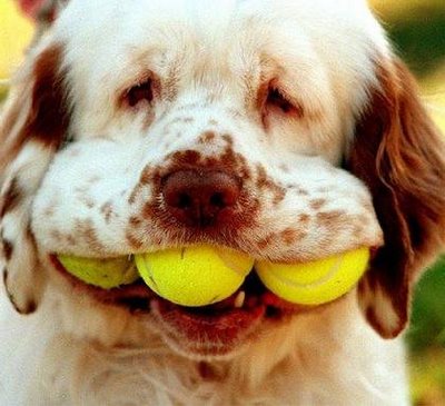 dog-balls.jpg