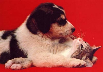 cat and dog love story