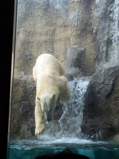 Polar Bear at Asahiyama Zoo