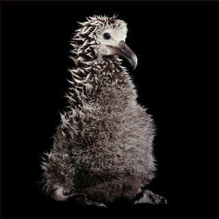 Laysan Albatross Chick from Hawaii - National Geographic