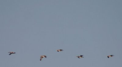 brown pelicans, Ft. Story