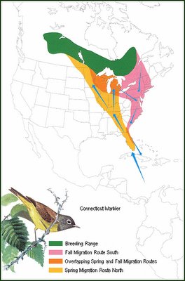 Connecticut Warbler migration.  From the NPWRC.