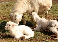 Ewe taking care of lambs