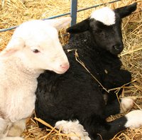 C-section lambs