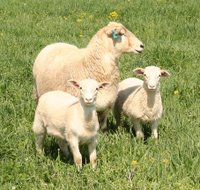 Ewe with lambs on pasture