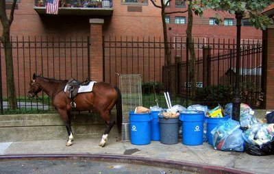 Why would someone throw away a perfectly good horse?