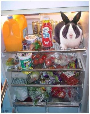 Wabbit in da fridge