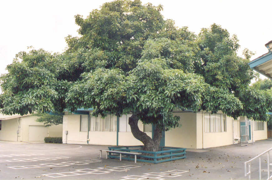 Doah's Ramblings: Avocado Tree