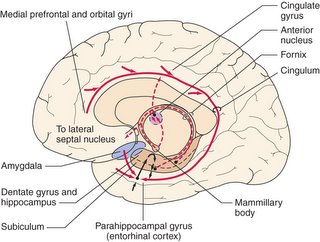 Μέση οβελιαία διατομή ανθρωπίνου εγκεφάλου