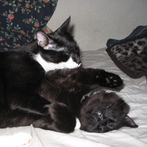 Mao and Ursus snuggling.