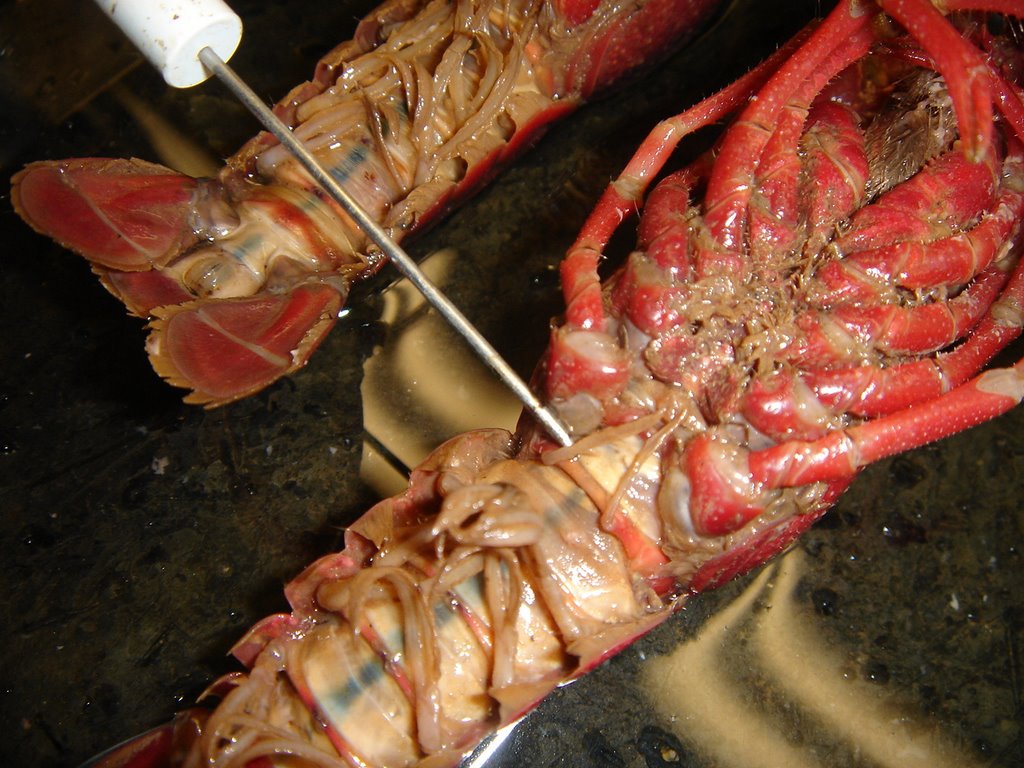 bio107 10 26 crayfish dissection Phylum Arthropoda 