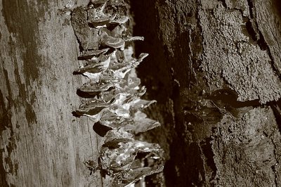 écorce d'arbre et champignons, photo dominique houcmant, goldo graphisme