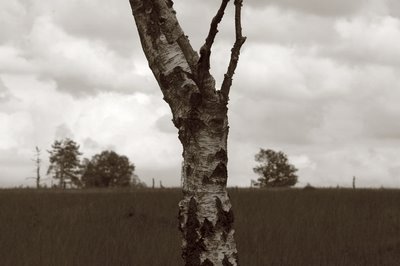 photo d'un tronc de bouleau dans la Fagne de Malchamps Bérinzenne, the trunk of the birch, el tronco del abedul, copyright dominique houcmant, goldo graphisme