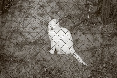 photo chat blanc, gato bianco, white cat, copyright dominique houcmant, goldo graphisme