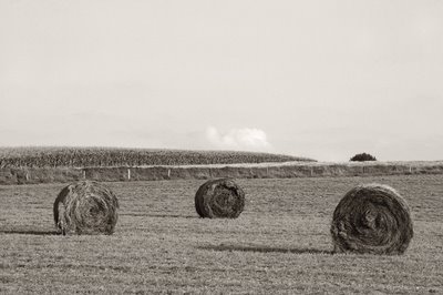 rouleaux de foin dans la condroz près de Ellemelle (Ouffet), round hay bales, copyright dominique houcmant, goldo graphisme