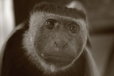 photo de la tête d'un singe le colobe guéréza, head of a monkey, cabeza de mono, copyright dominique houcmant, goldo graphisme