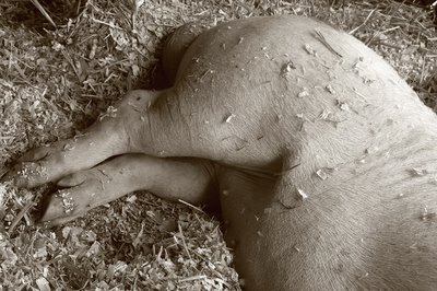 photo du cul d'un porc piétrain à la foire agricole de Libramont, photograph of the bottom of a pig, fotografía de la parte inferior de un cerdo, copyright dominique houcmant, goldo graphisme