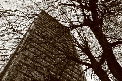 building europa seraing, belgique, arbre, photo dominique houcmant, goldo graphisme