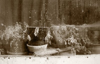 foto, dead flowers, nature morte, vitrine, photo dominique houcmant, goldo graphisme
