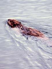 Swimming Beaver