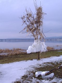 warp tree with ice