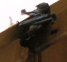 A bat on a ledge