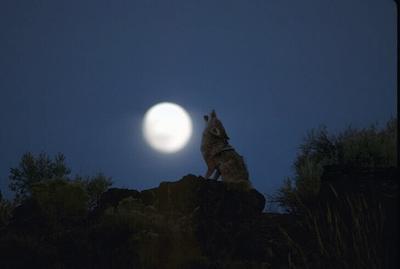 Lobo_aullando.jpg
