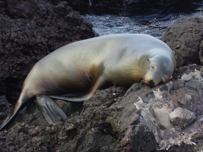 Sea lion at rest (for a change!)