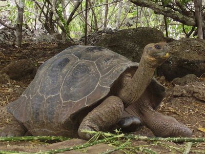 An octogenarian tortoise
