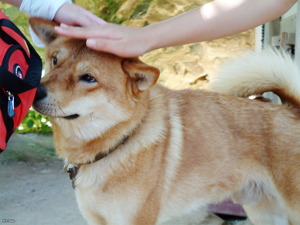 SEOUL daily photo: [Sept. Special] The docile Jindo Dog