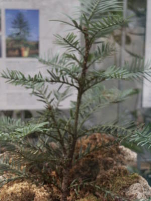 Wollemi pine