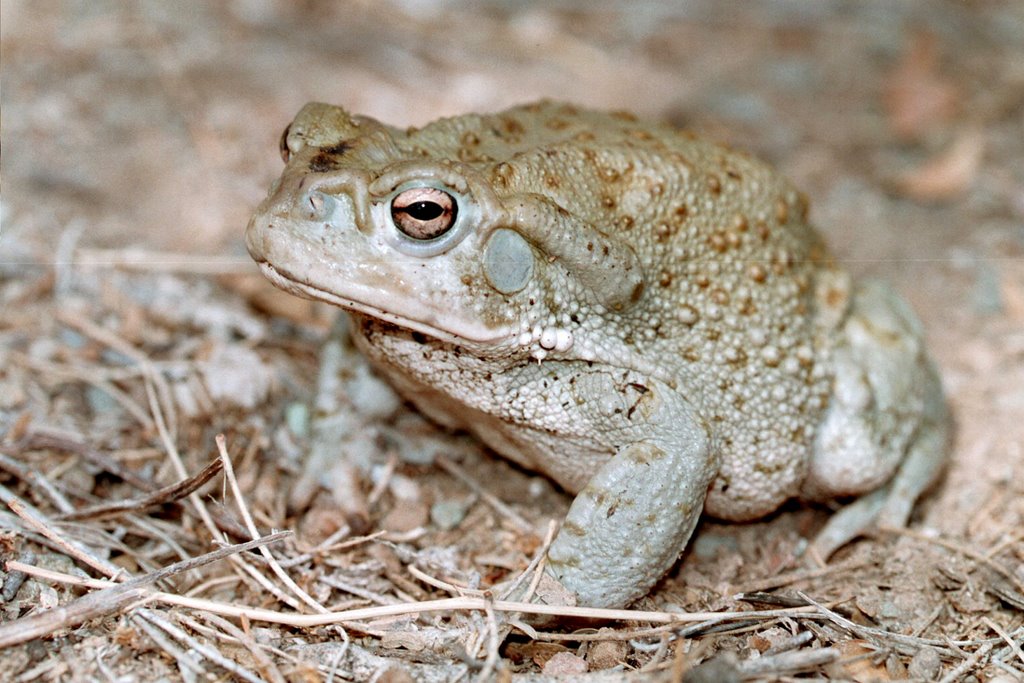 Земноводные пустыни. Пустынная австралийская жаба. Плоскоголовая Лопатница, австралийская пустынная лягушка. Жаба в Австралии. Плоскоголовая Лопатница земноводные Австралии.